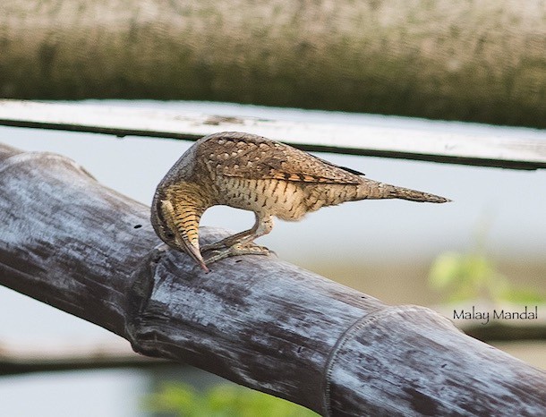 Eurasian Wryneck - Malay Mandal