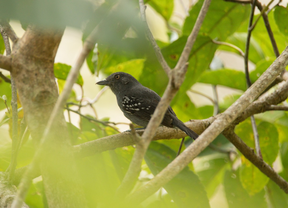 Upland Antshrike - Jaime Valenzuela Trujillo