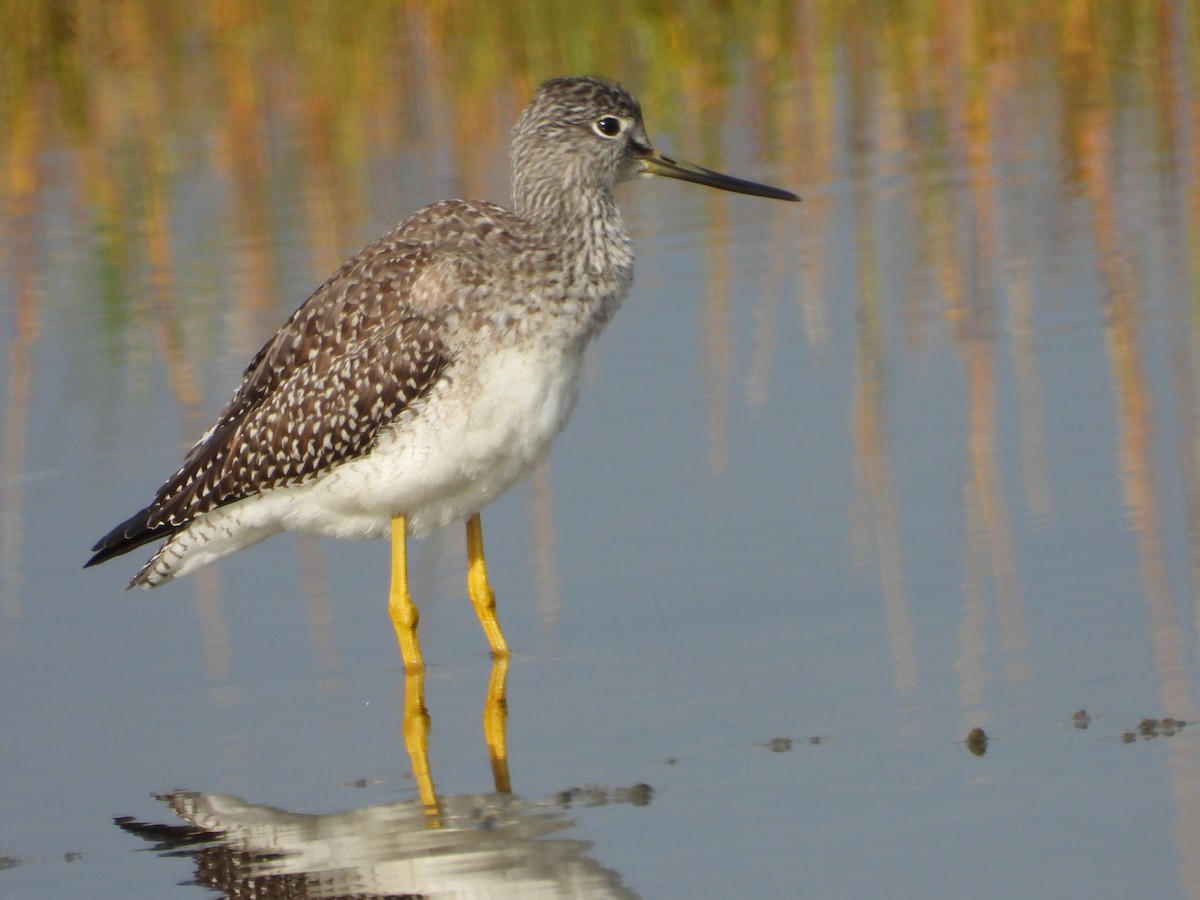 Greater Yellowlegs - ML377998011