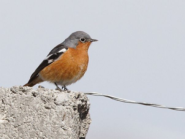 Ala Shan Redstart - ML377998561