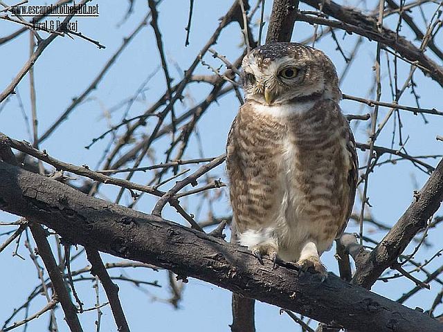 Spotted Owlet - Pankaj Maheria