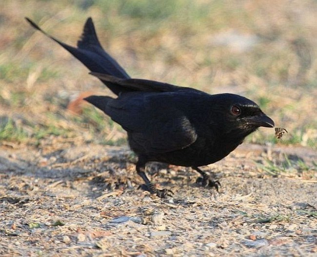 Хар доронго - ML377999911