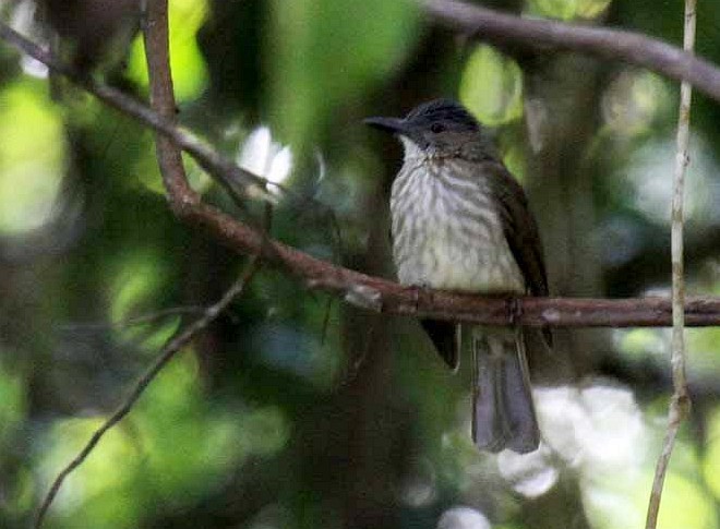 Streak-breasted Bulbul (Cebu) - ML378000151