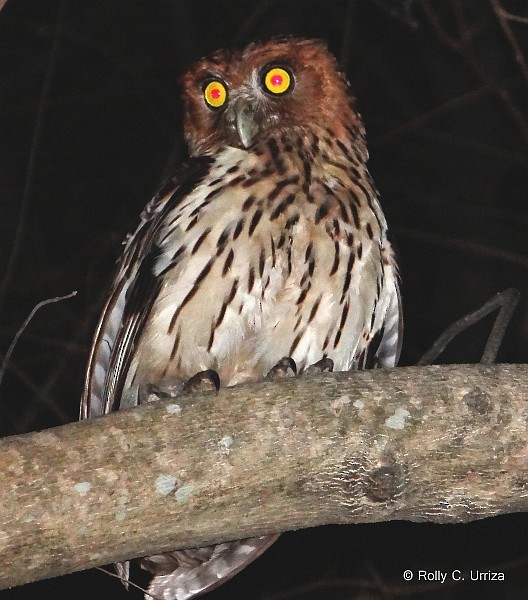 Philippine Eagle-Owl - ML378001061