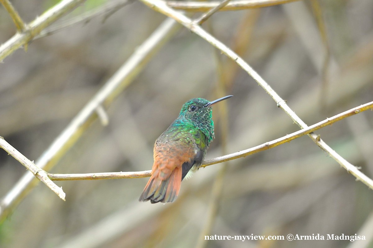 Copper-tailed Hummingbird - ML378002361