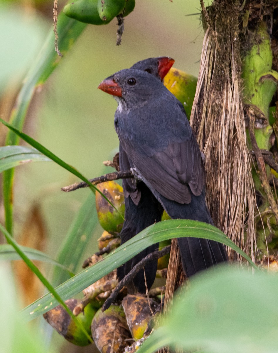 Slate-colored Grosbeak - ML378002921