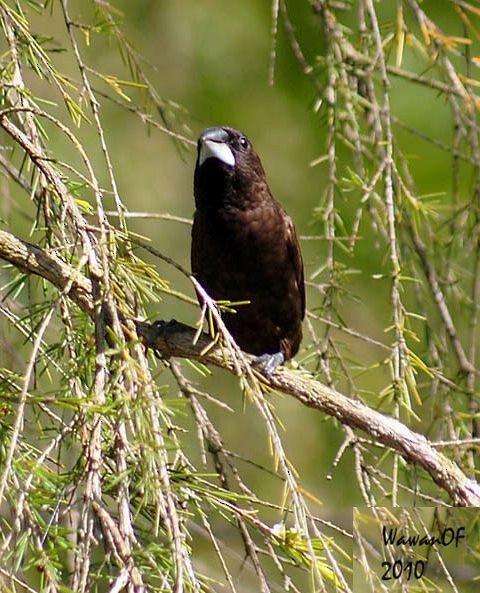Dusky Munia - ML378003001