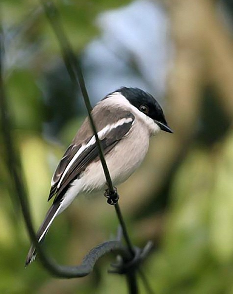 Bar-winged Flycatcher-shrike - ML378003651