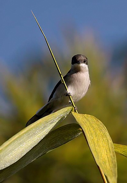 Bar-winged Flycatcher-shrike - ML378003661