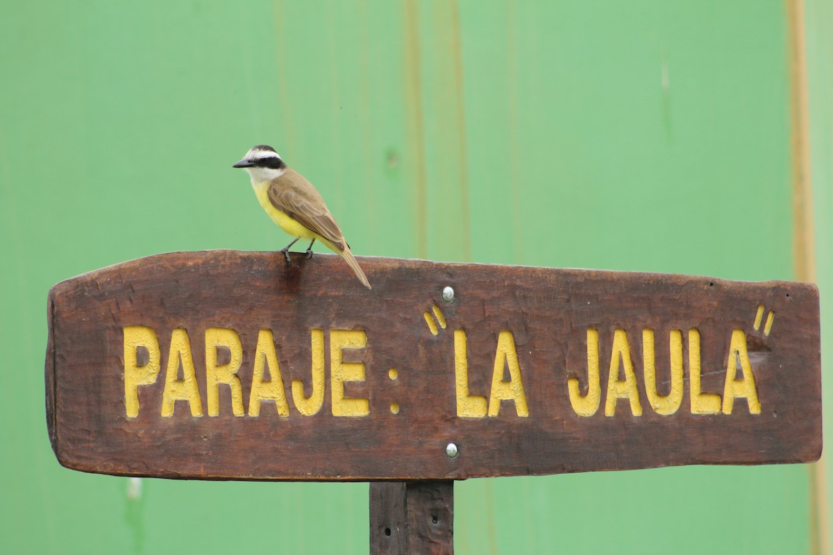 Great Kiskadee - ML378004661