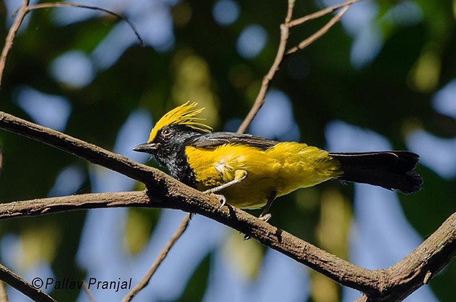 Sultan Tit (Yellow-crested) - Pallav Pranjal Sarma