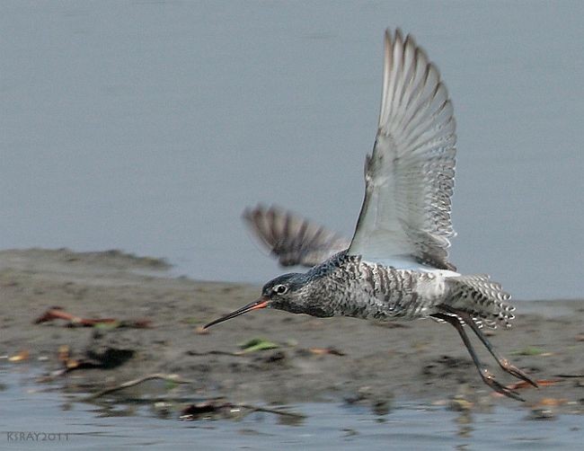 Spotted Redshank - Kshounish Ray