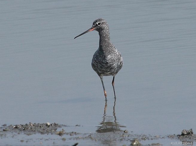 Spotted Redshank - Kshounish Ray