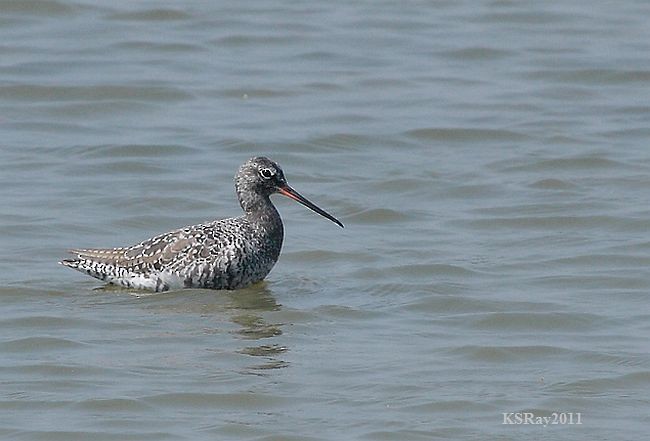 Spotted Redshank - ML378005401