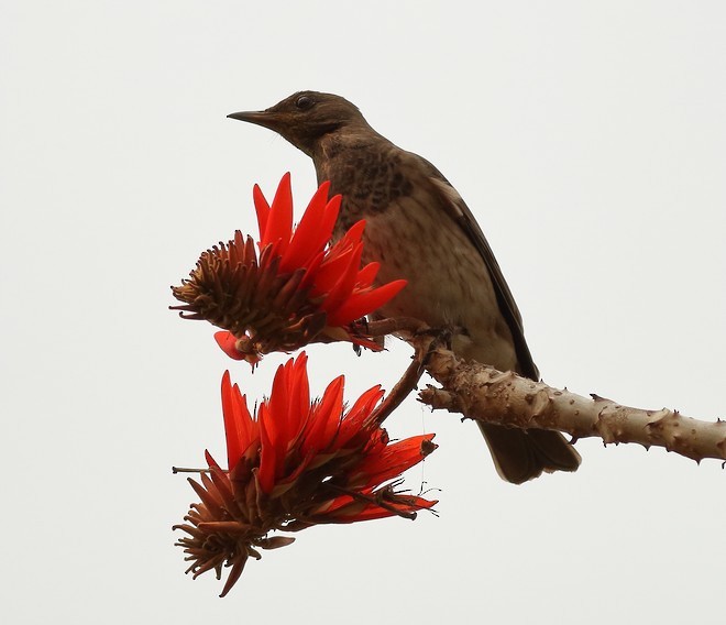 Black-throated Thrush - ML378006051