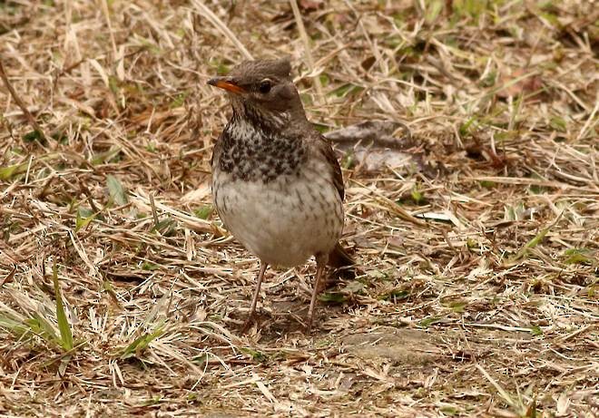 Black-throated Thrush - ML378006061