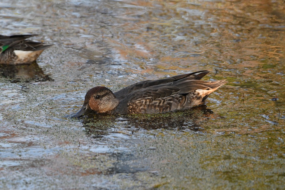 Green-winged Teal - Dan O'Brien