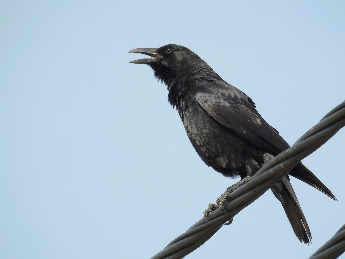 Carrion Crow - Daniel Raposo 🦅