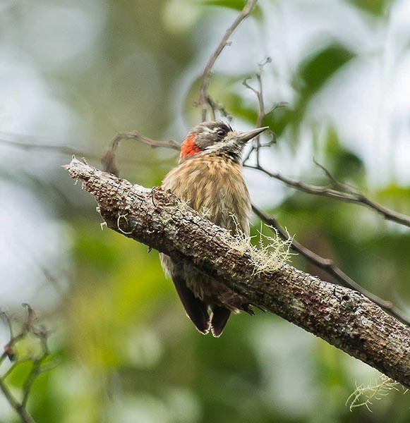 Sulawesi Pygmy Woodpecker - Simon van der Meulen