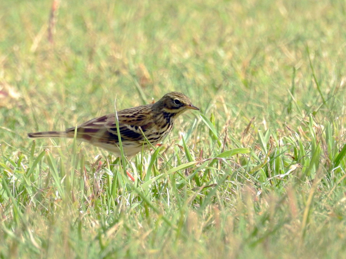 Pispola - ML37801171