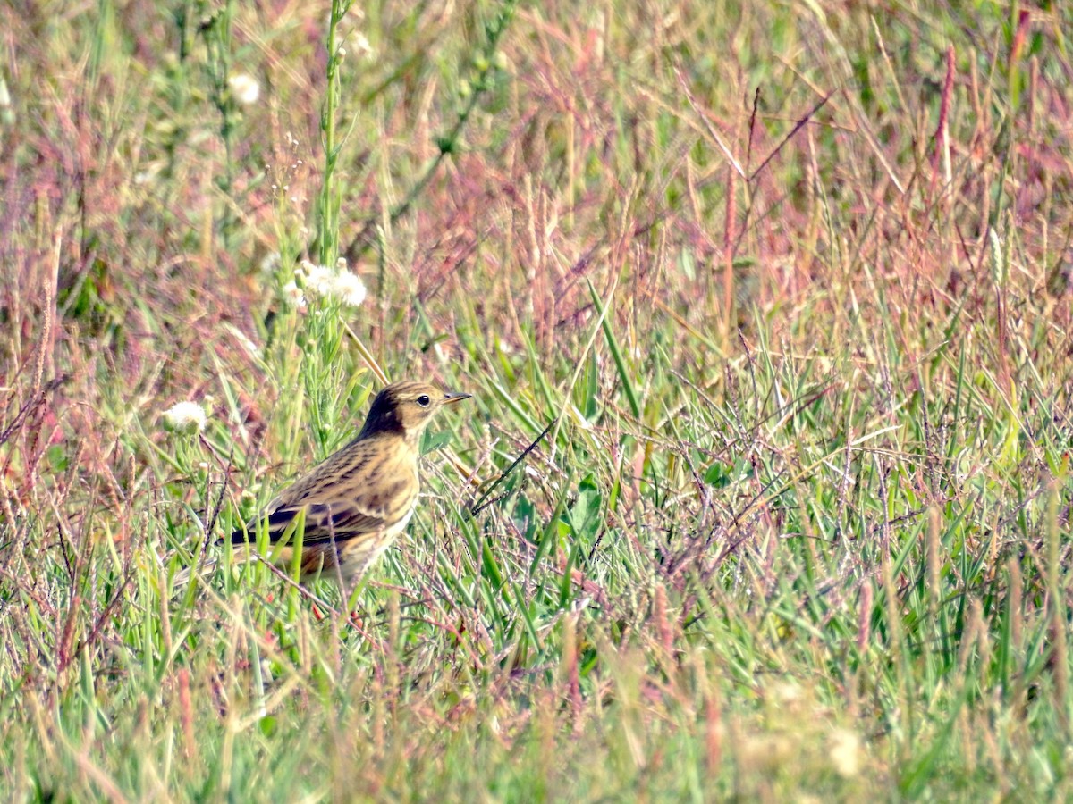 Pispola - ML37801201