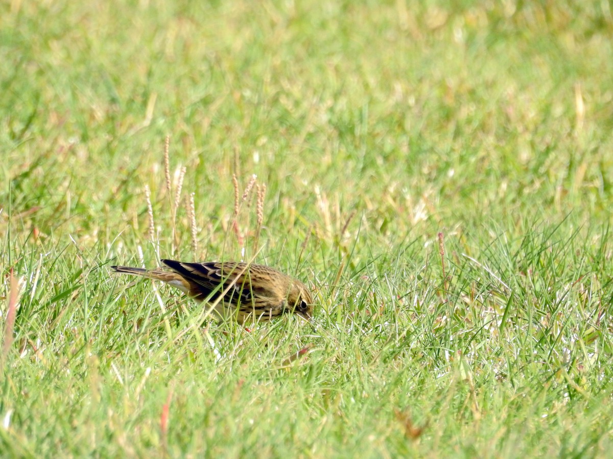 Pispola - ML37801211