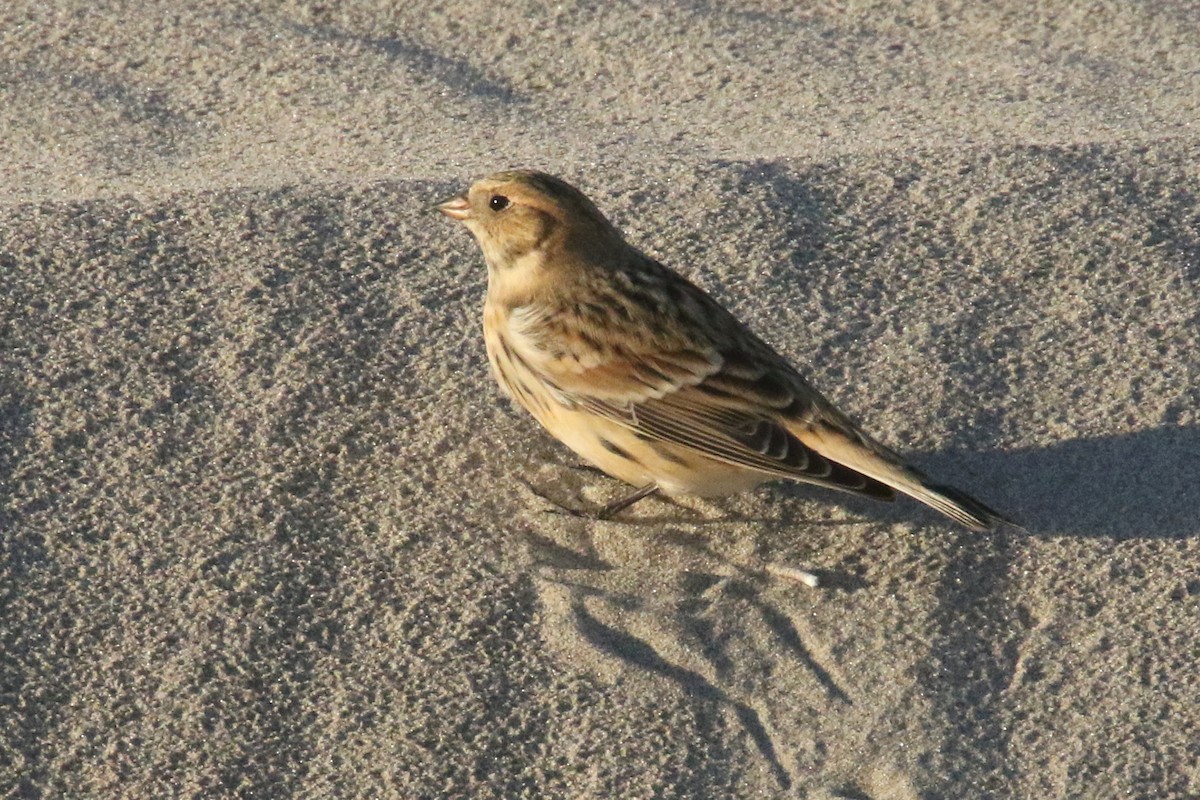 Lapland Longspur - Noah Strycker