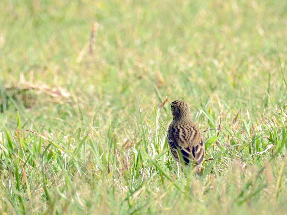 Pispola - ML37801231