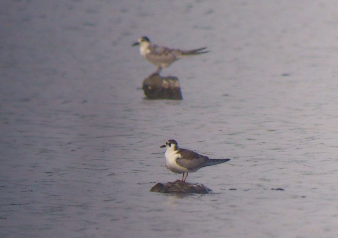 White-winged Tern - ML37801241