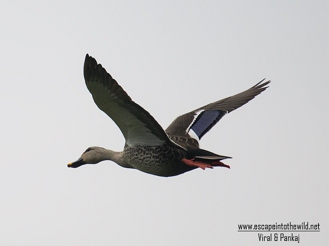 Indian Spot-billed Duck - ML378012441