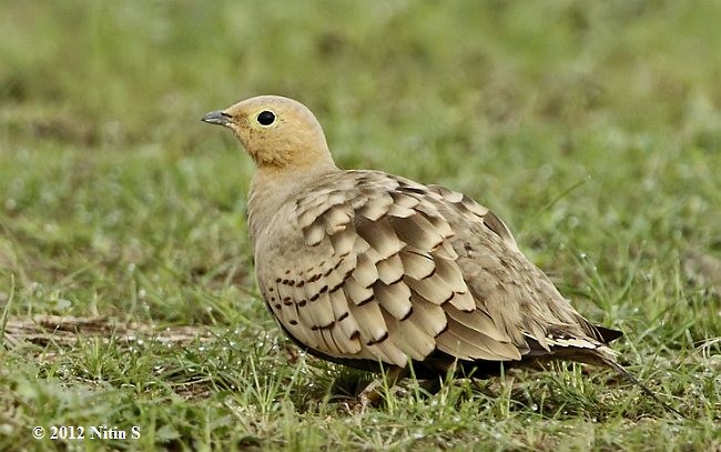 Chestnut-bellied Sandgrouse (Asian) - ML378012521