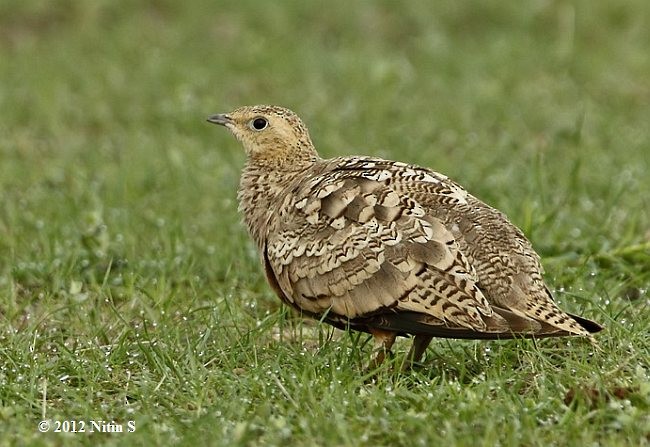 Chestnut-bellied Sandgrouse (Asian) - ML378012551