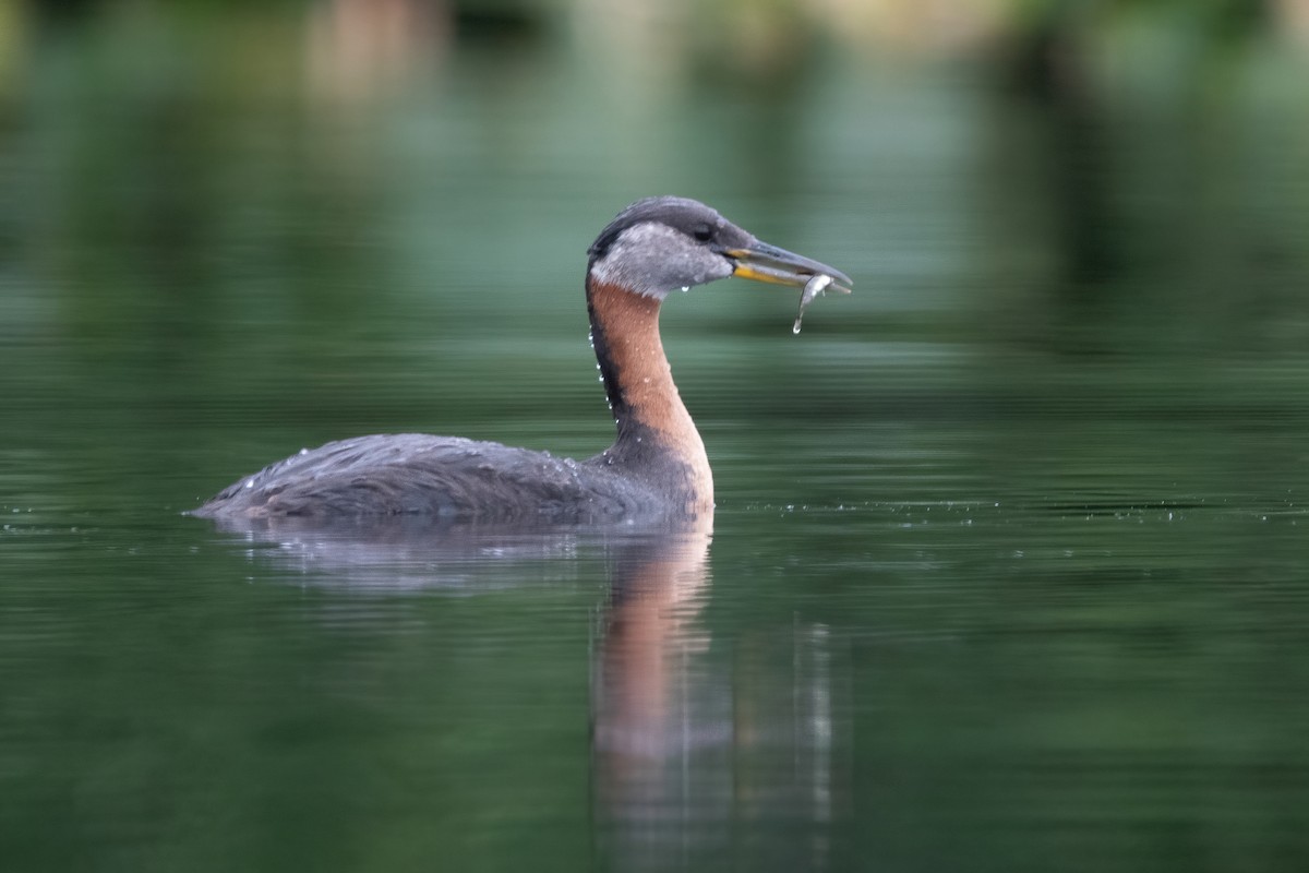 Red-necked Grebe - ML378012581