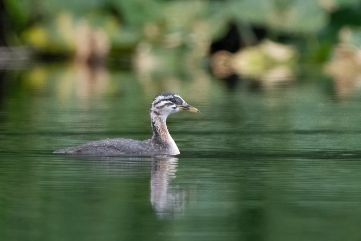 Red-necked Grebe - ML378012611