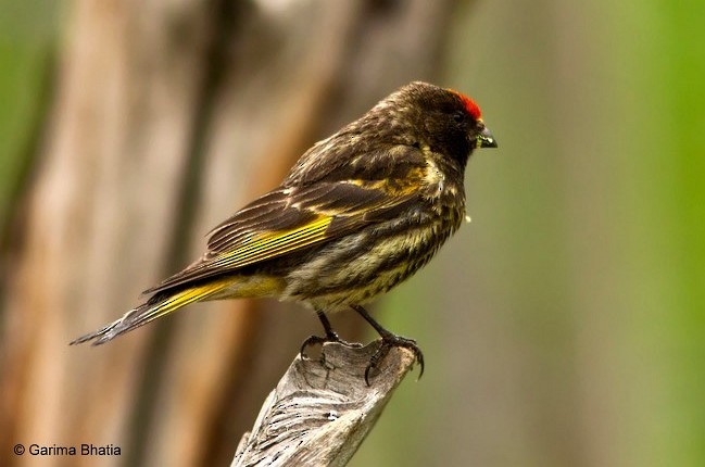 Fire-fronted Serin - Garima Bhatia