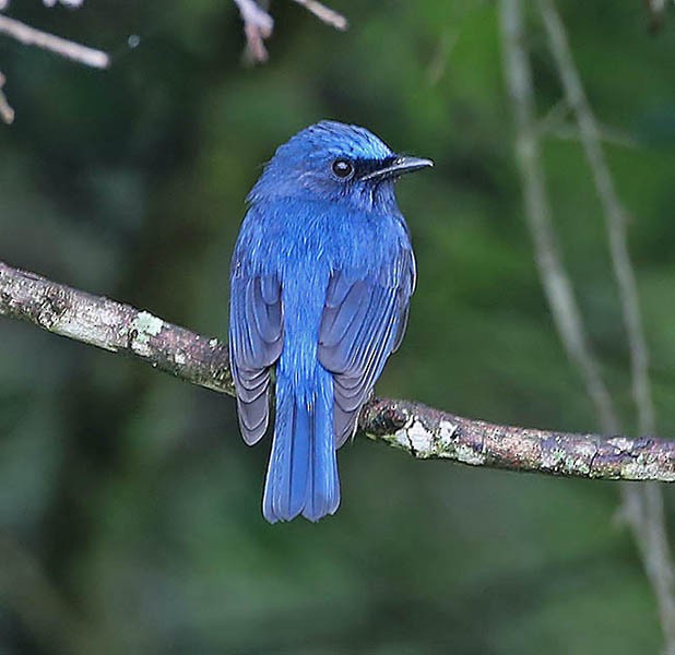 White-bellied Blue Flycatcher - ML378012901