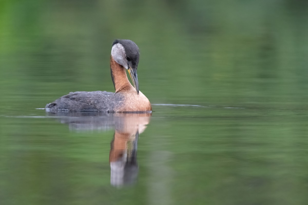 Red-necked Grebe - ML378013201