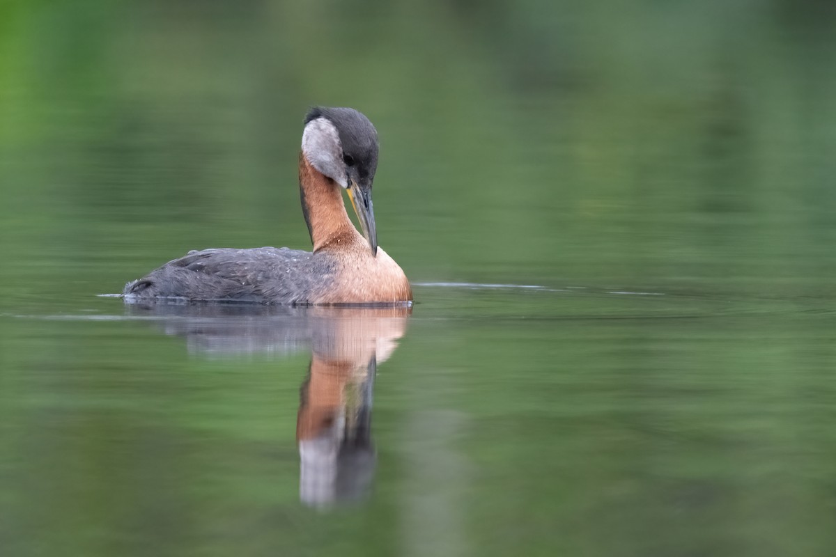 赤頸鸊鷉 - ML378013201