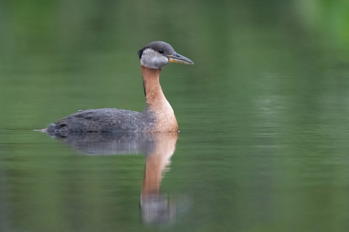Red-necked Grebe - ML378013221