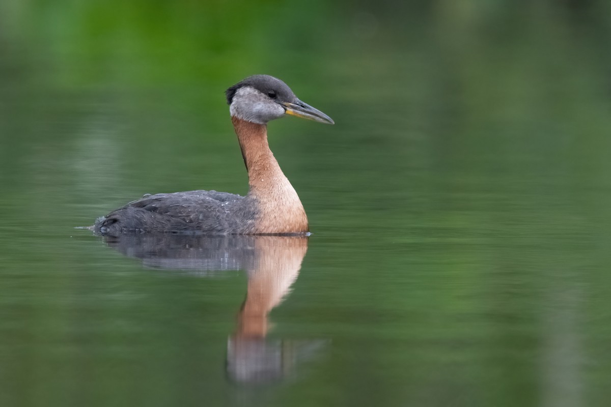 Red-necked Grebe - ML378013261