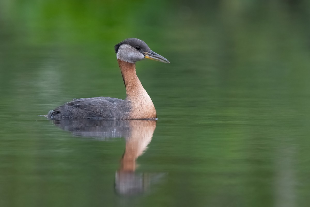 赤頸鸊鷉 - ML378013261