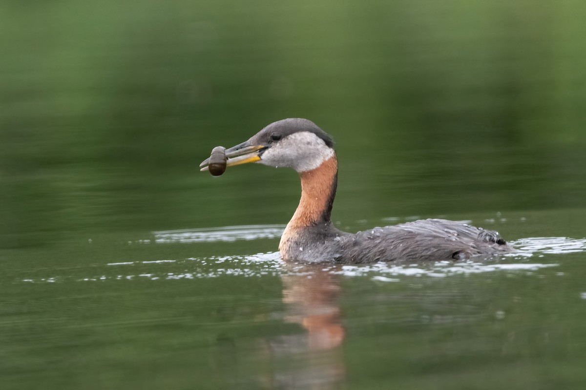 Red-necked Grebe - ML378013311