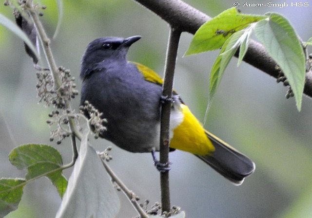 Bulbul Ventrigrís - ML378013411