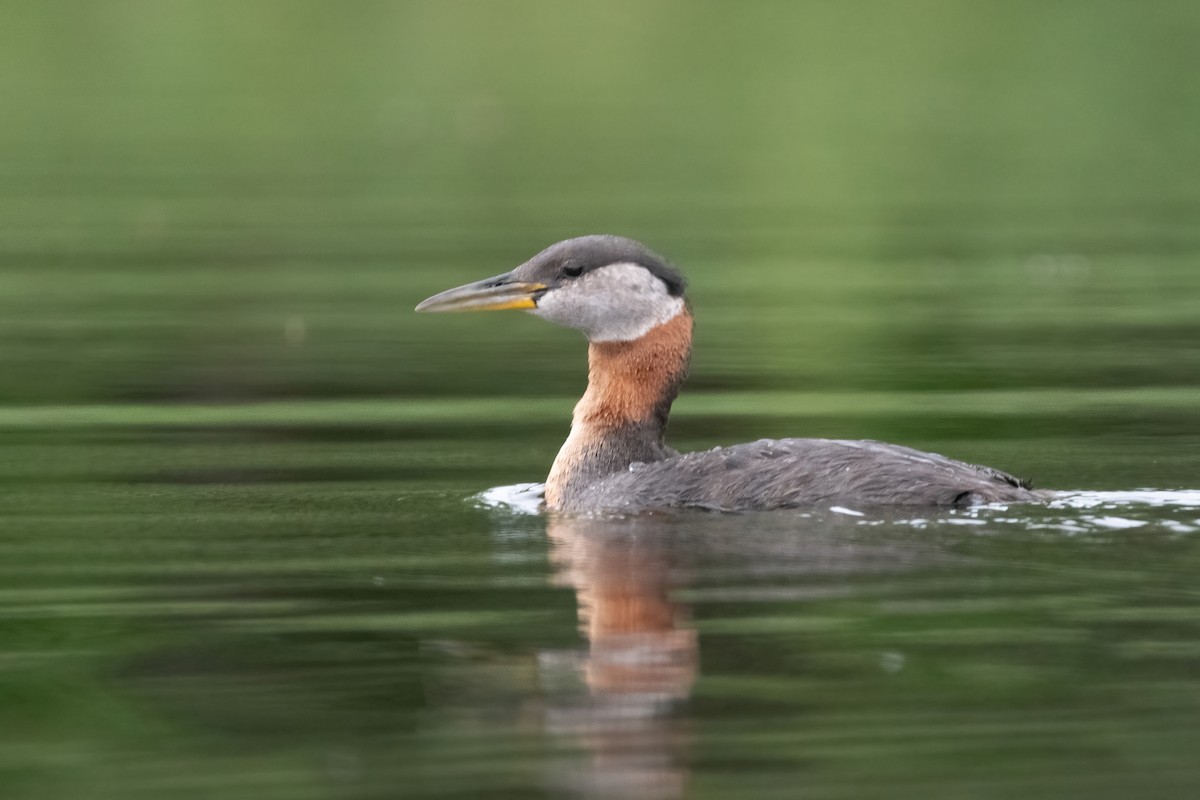 Red-necked Grebe - ML378014941