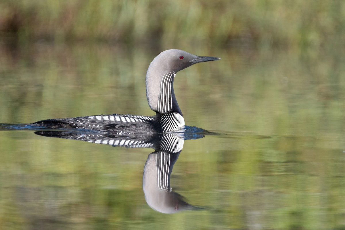 Pacific Loon - ML378015131