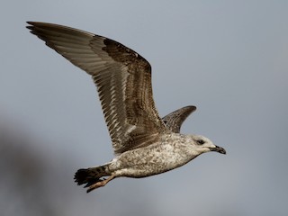 Juvenile - Lesser Black-backed Gull