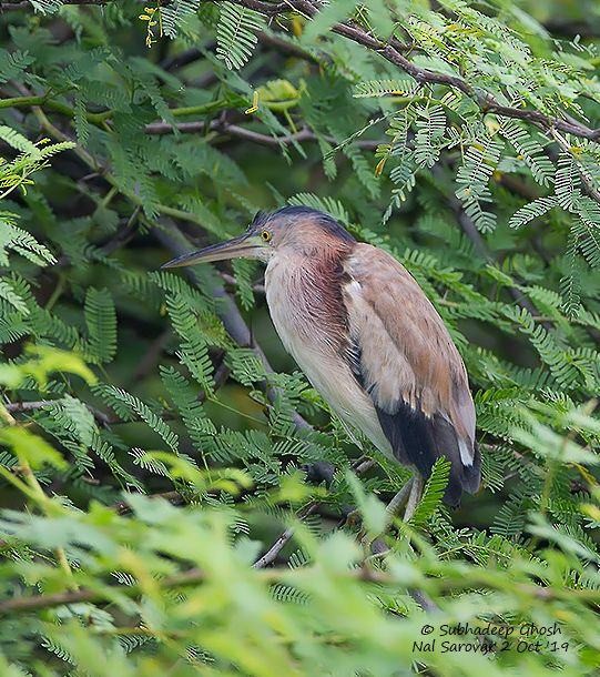 Yellow Bittern - ML378017501