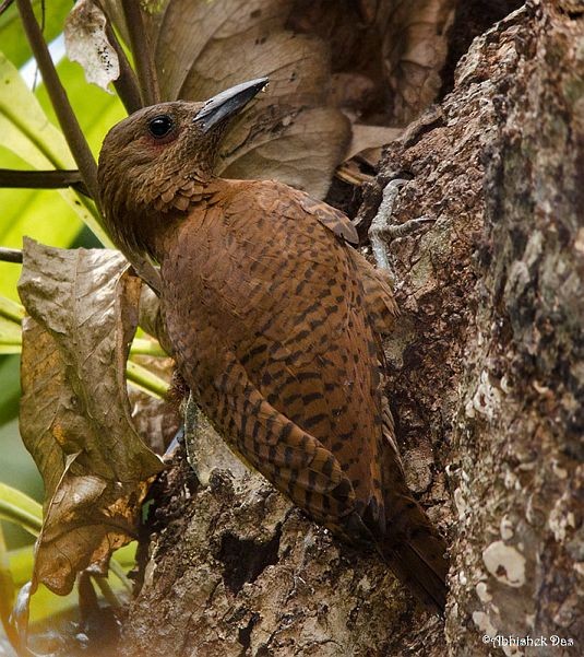 Rufous Woodpecker - Abhishek Das