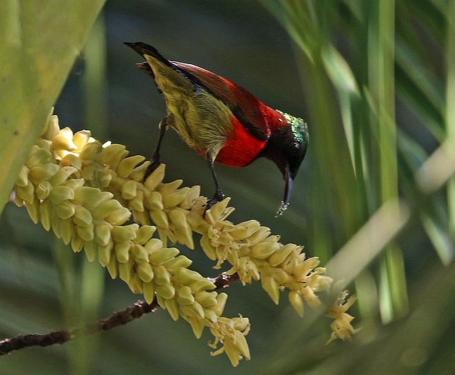 Purple-throated Sunbird (Purple-throated) - ML378019441