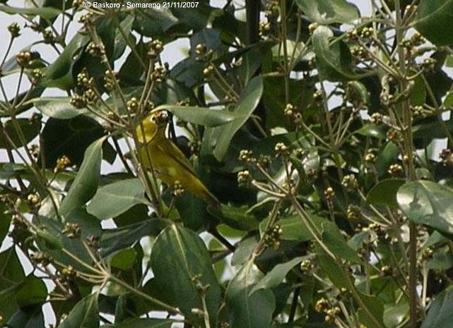 Javan White-eye - Karyadi Baskoro